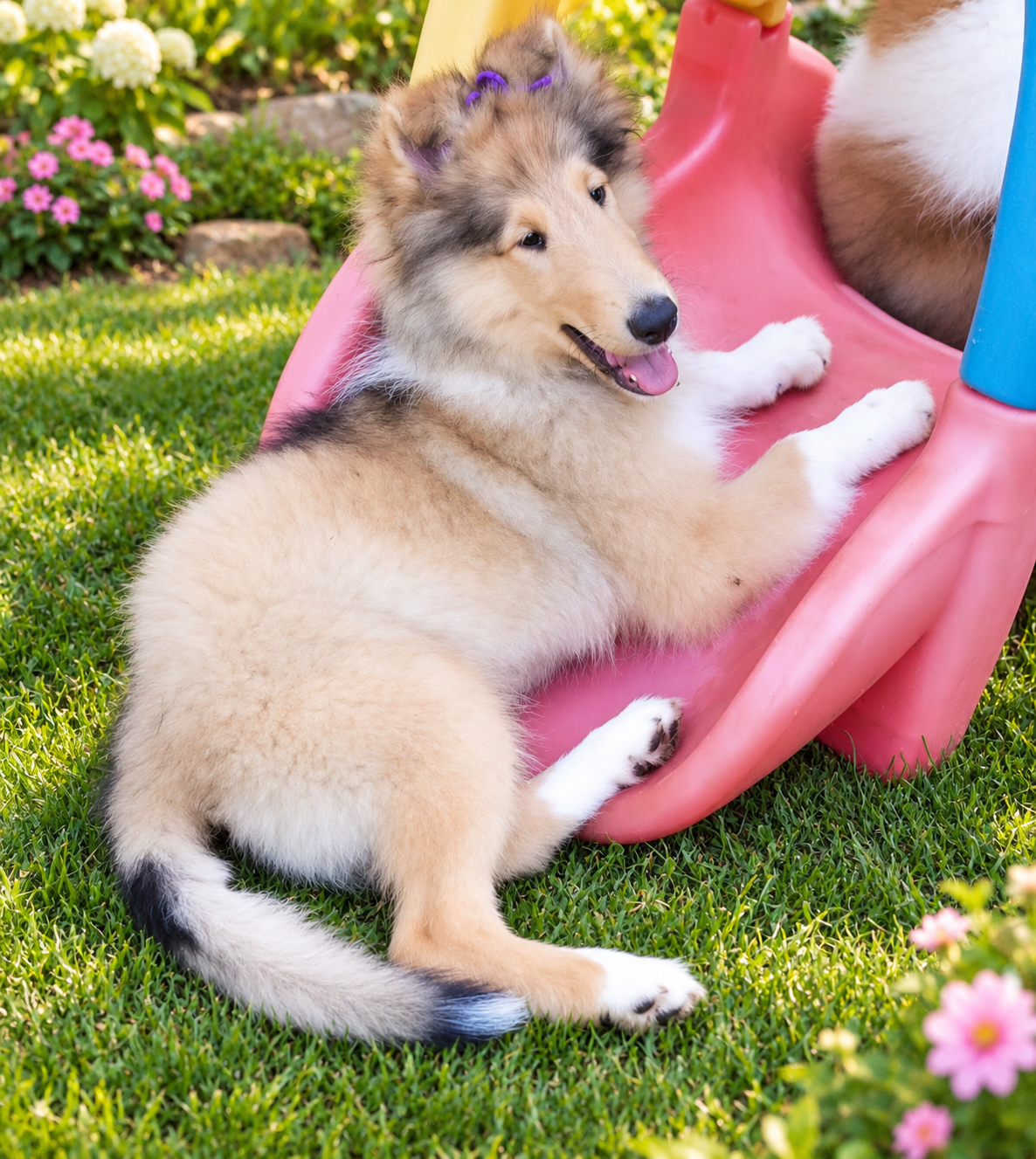 Bogart as a baby on his tunnel toy